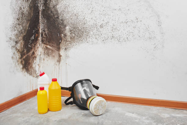 Best Certified Mold Removal  in Clinton, WA