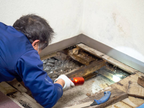 Best Toxic Mold Removal  in Clinton, WA