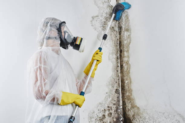 Best Mold Removal and Inspection  in Clinton, WA