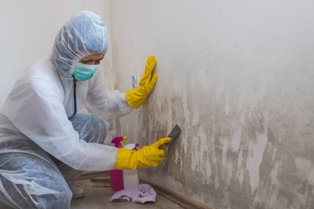 Best Mold Damage Repair  in Clinton, WA