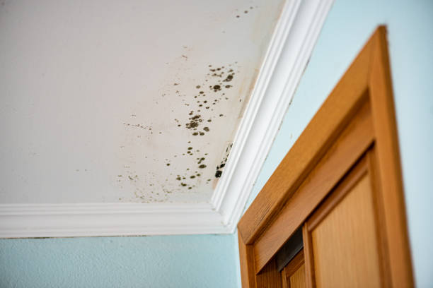 Best Residential Mold Removal  in Clinton, WA