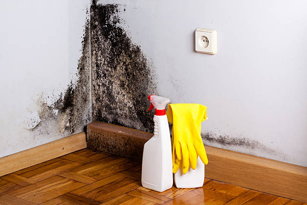 Best Mold Cleaning Services  in Clinton, WA