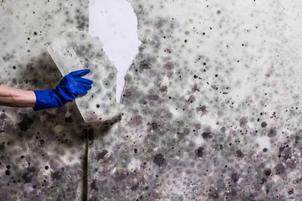 Best Affordable Mold Removal  in Clinton, WA