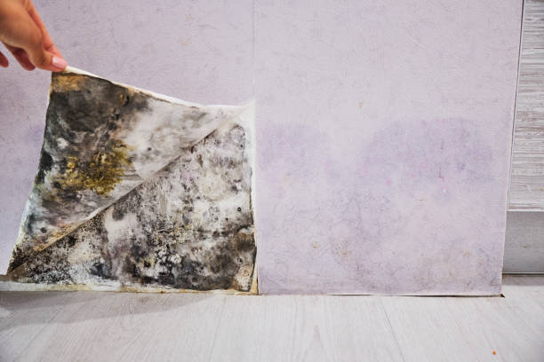 Best Mold Remediation  in Clinton, WA